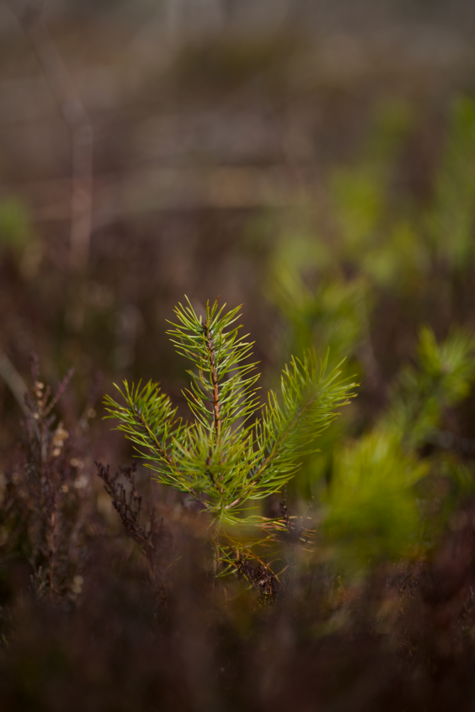 A budding pine sapling emerges amidst the dense forest underbrush, showcasing nature's quiet persistence.